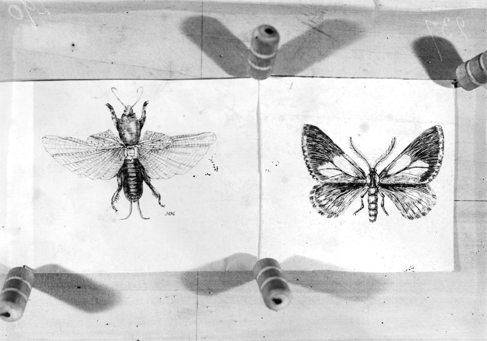 Insecten, dennenspanner, veenmol, Bestanddeelnr 253-7332