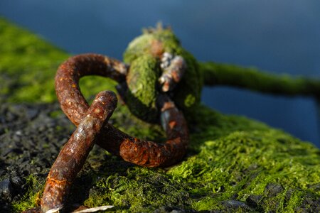 Old marine moss