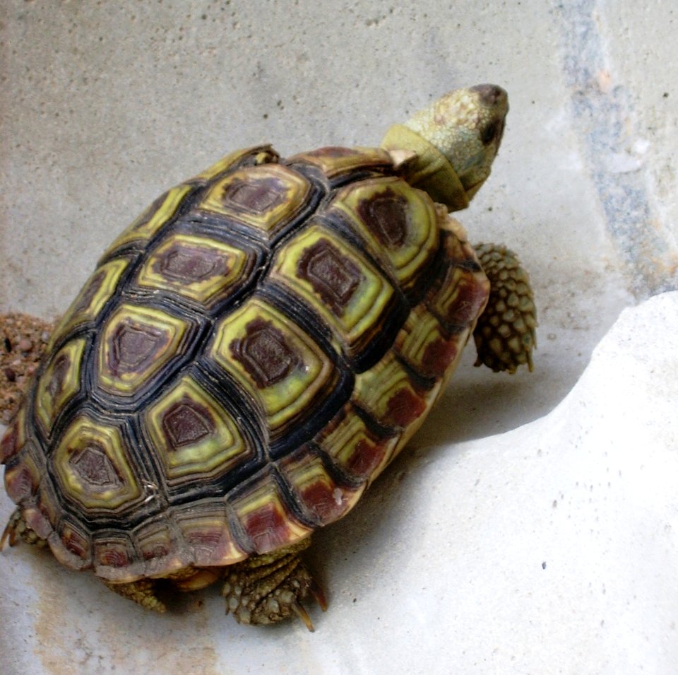 Injured Homopus areolatus - beaked padloper toroise - Cape Town 1