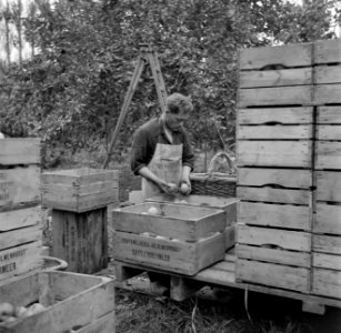 Inpakken van peren op kwekerij de Olmenhorst in Abbenes, Bestanddeelnr 254-5340