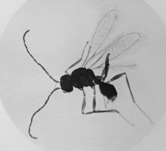 Insecten, beschadigingen, sluipwesp, polynema nataus, Bestanddeelnr 194-0549