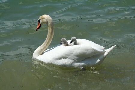 Bank chicks baby swans photo