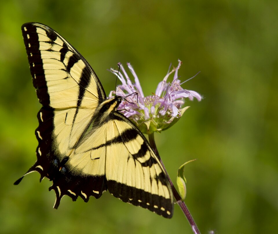 Black yellow flower