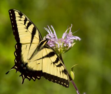 Black yellow flower photo