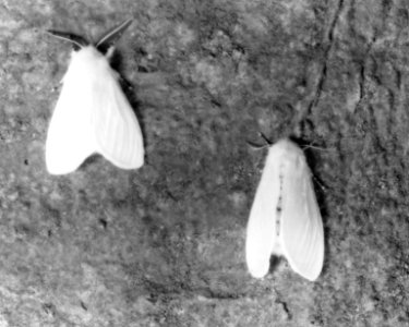 Insecten, beschadigingen, satijnvlinder, Bestanddeelnr 194-0614