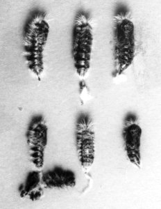 Insecten, beschadigingen, satijnvlinder, Bestanddeelnr 194-0617