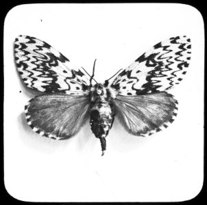 Insecten, nonvlinder, Bestanddeelnr 193-0185