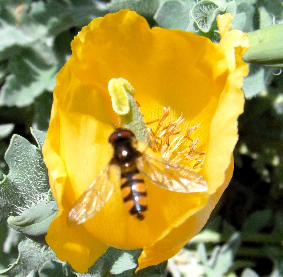 Insect on another yellow flower