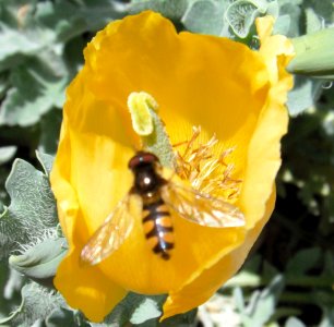 Insect on another yellow flower