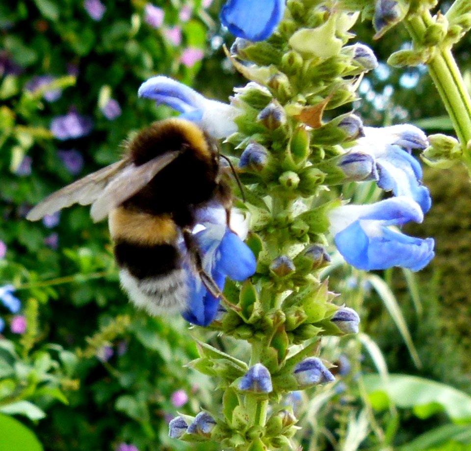 Insect on blue flower