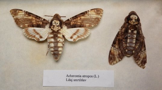 Insecta - Acherontia atropos