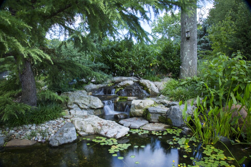 Garden nature green water
