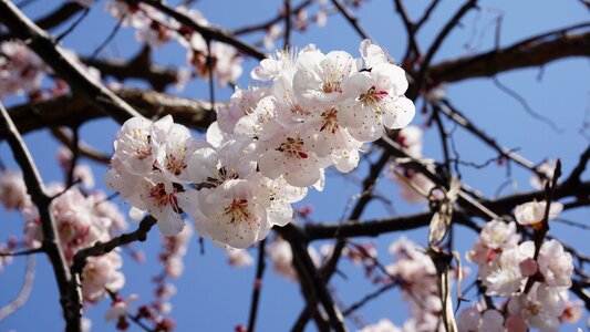 Spring flowers plants apricot photo