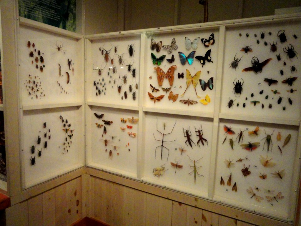 Insect exhibit - Royal Ontario Museum - DSC00172