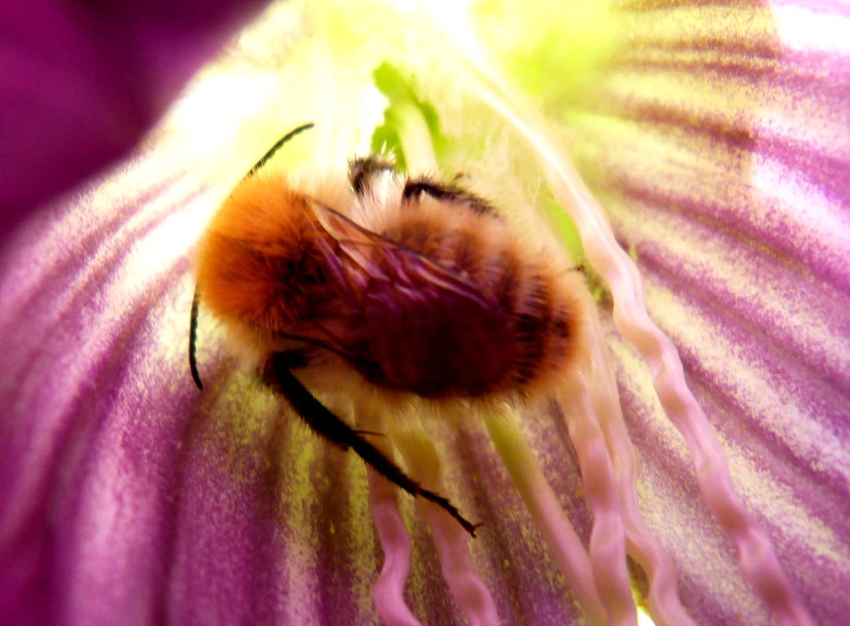 Insect inside a flower