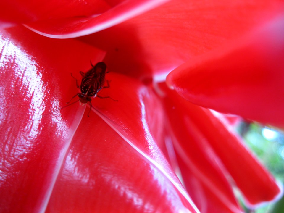 Insect near Sabalito Costa Rica16