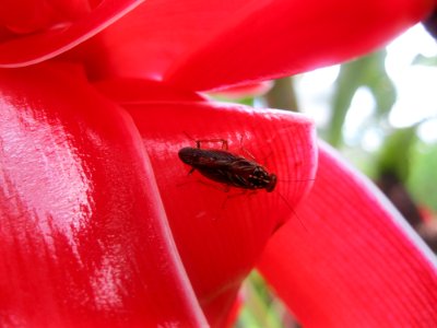 Insect near Sabalito Costa Rica17