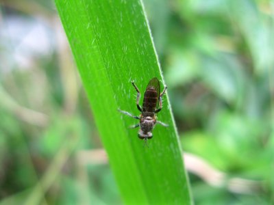 Insect near Sabalito Costa Rica15
