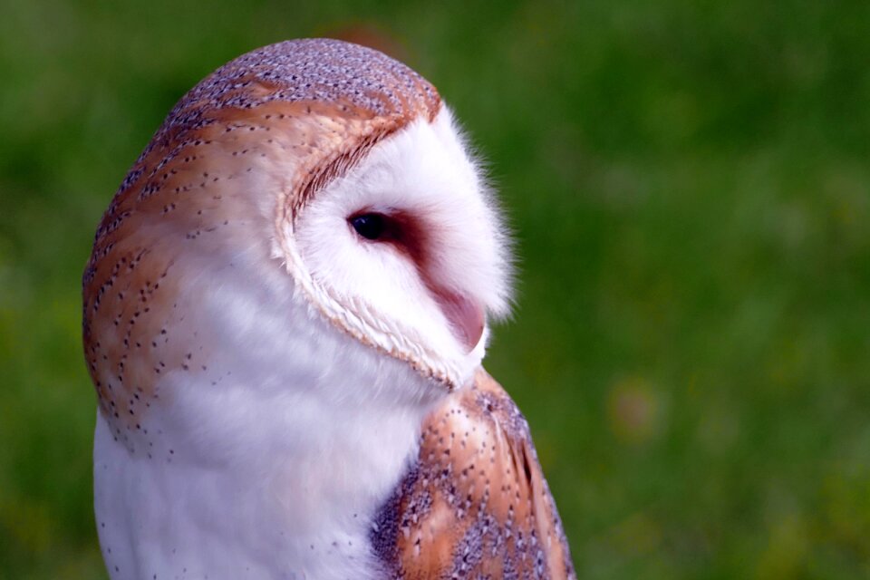 Barn animal wildlife