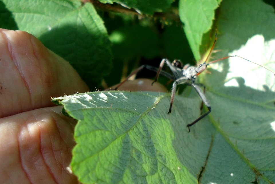 Insect on leaf at Lake Hopatcong State Park