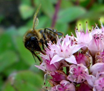 Insect on a flower