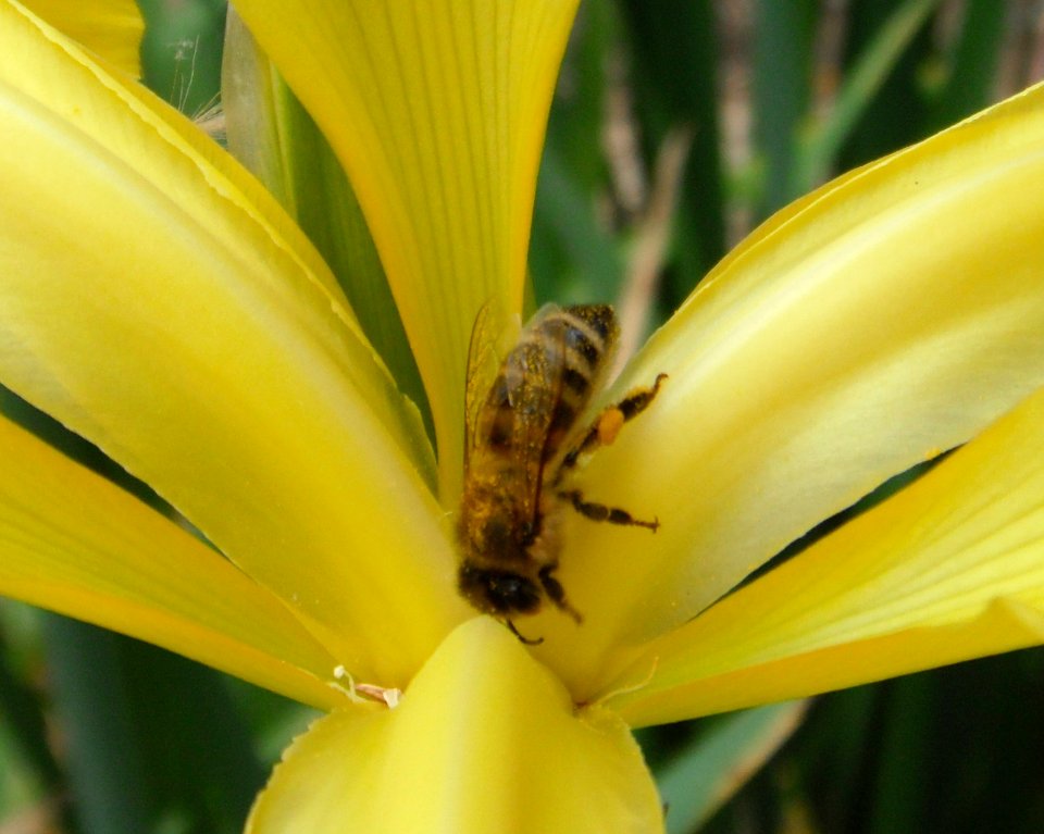 Insect on a yellow flower