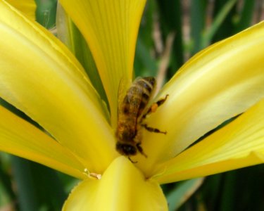 Insect on a yellow flower