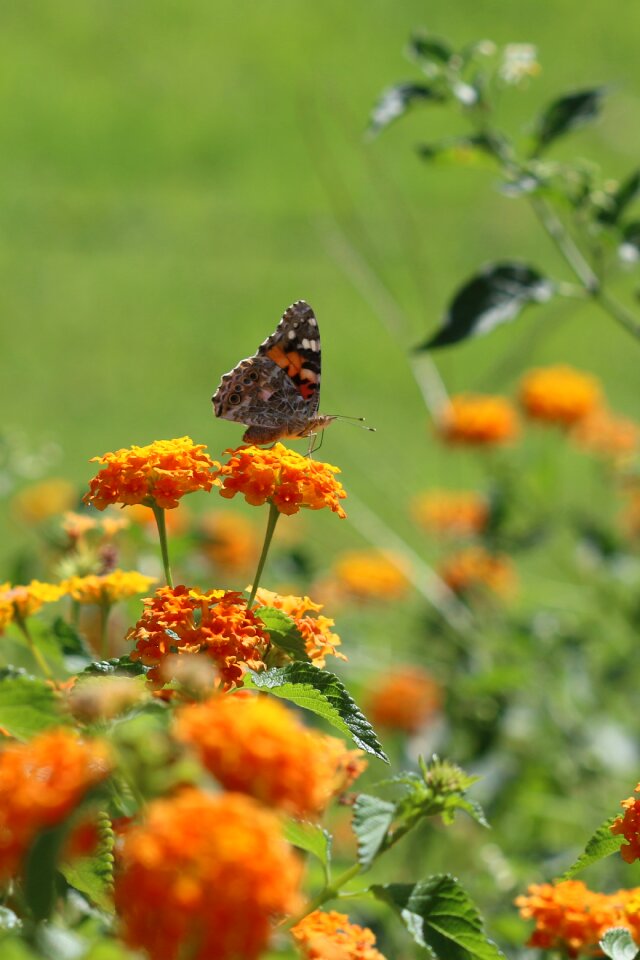 Green field animal spring