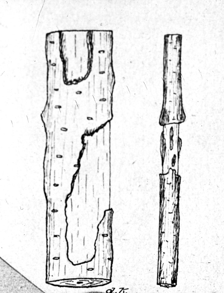 Insecten, beschadigingen, bomen, vespa crabro, els, Bestanddeelnr 193-0221