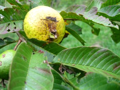 Insect near Sabalito Costa Rica25