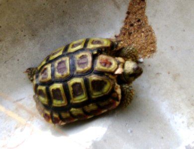 Injured Homopus areolatus - beaked padloper toroise - Cape Town 2