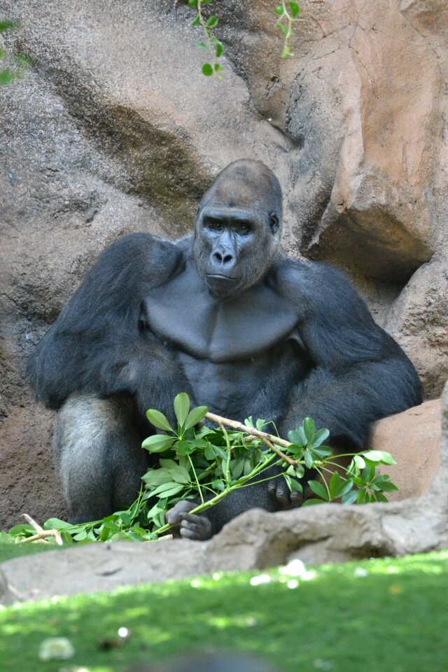 Zoo mammal watch