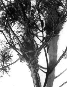 Insecten, beschadigingen, bomen, processierupsen, pinus, Bestanddeelnr 193-0218