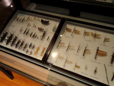 Insect exhibits - Kyoto University Museum - DSC06480
