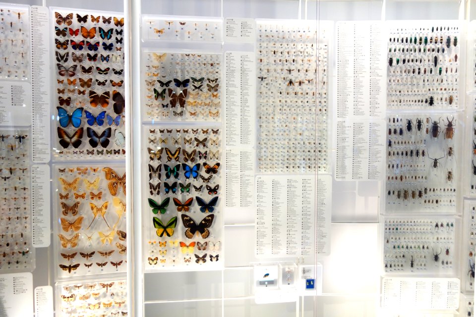 Insect display - National Museum of Nature and Science, Tokyo - DSC07538