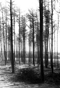 Insecten, beschadigingen, dennenbladwesp, Bestanddeelnr 193-0231