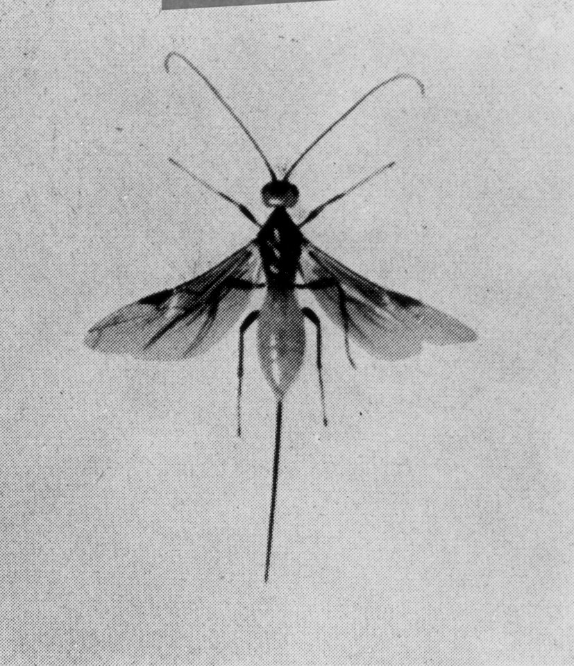 Insecten, beschadigingen, coeloides scolyticida, sluipwesp, iepenspintkever, Bestanddeelnr 194-0553