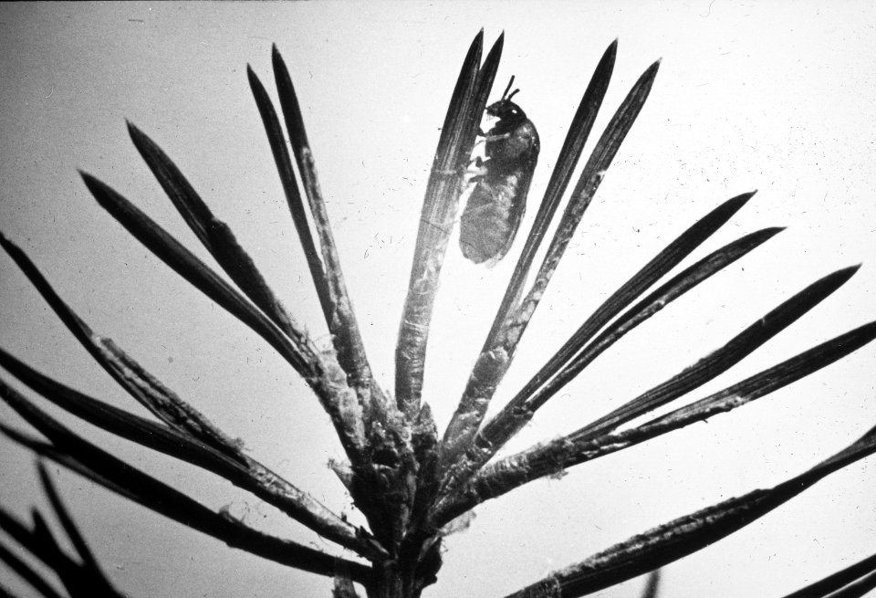 Insecten, beschadigingen, diprion pini, Bestanddeelnr 194-0567