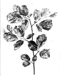 Insecten, beschadigingen, orchestes fagi, beuk, Bestanddeelnr 193-0135