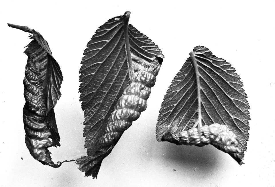 Insecten, beschadigingen, iepenbladgal (schizoneura ulmi), Bestanddeelnr 193-0257