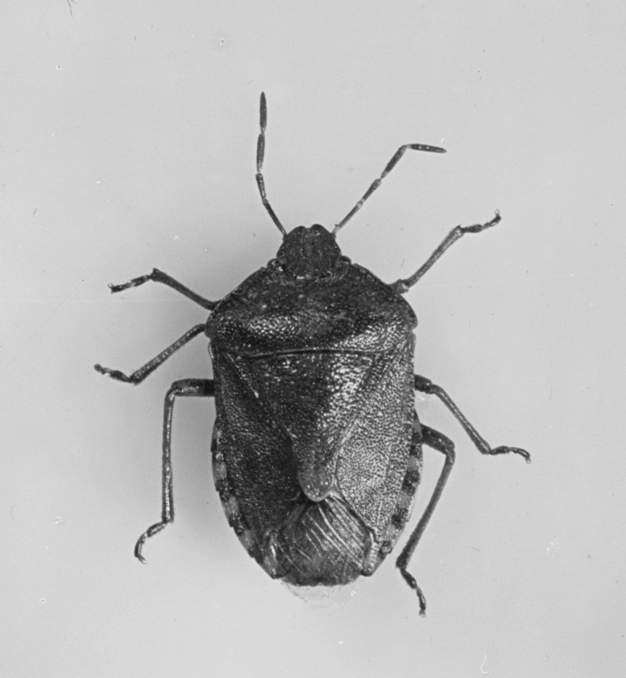 Insecten, beschadigingen, wants, dolycoris baccarum, Bestanddeelnr 194-0539