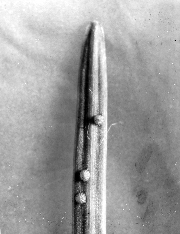 Insecten, beschadigingen, lorkenmot, Bestanddeelnr 194-0735