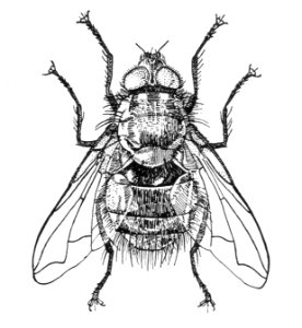 Insecten, beschadigingen, parasietvlieg, ernestia rudis, Bestanddeelnr 194-0520