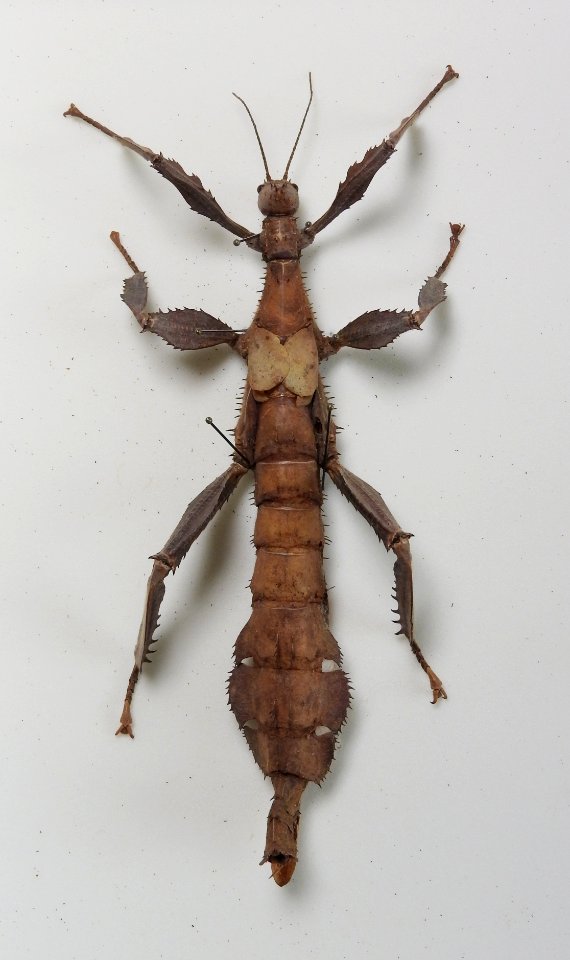 Insecta - Phasmatodea