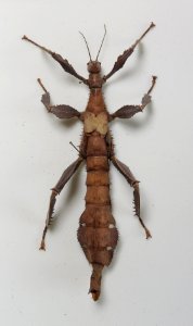 Insecta - Phasmatodea