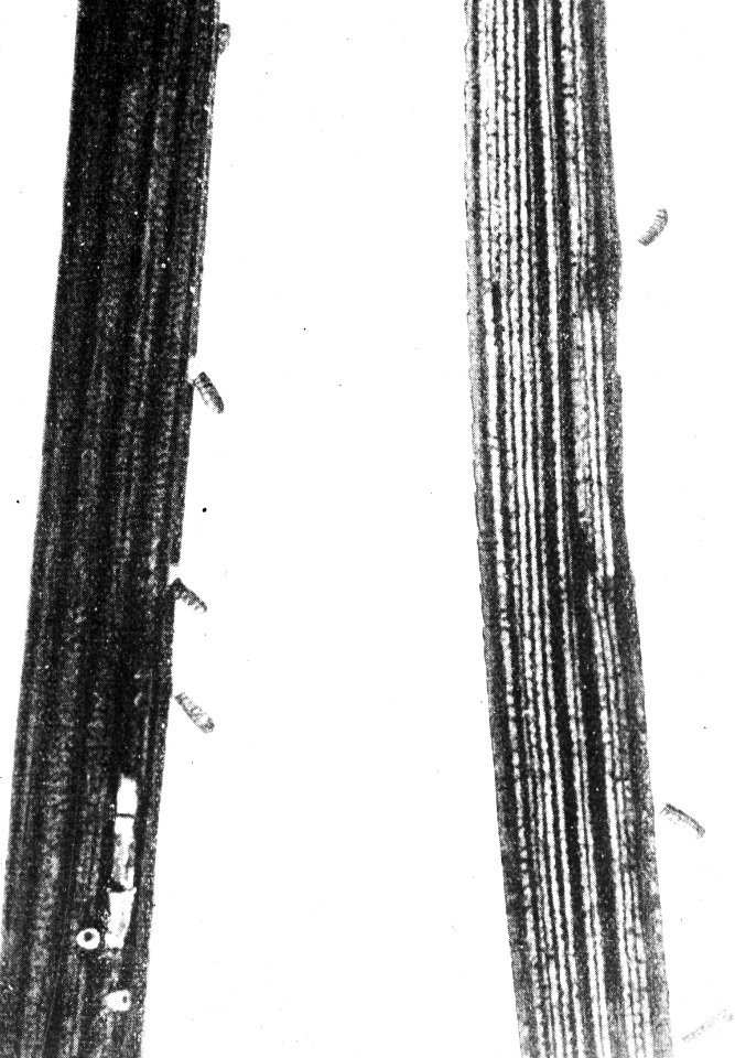Insecten, beschadigingen, gestreepte dennenrups, ernestia rudis, Bestanddeelnr 193-0202