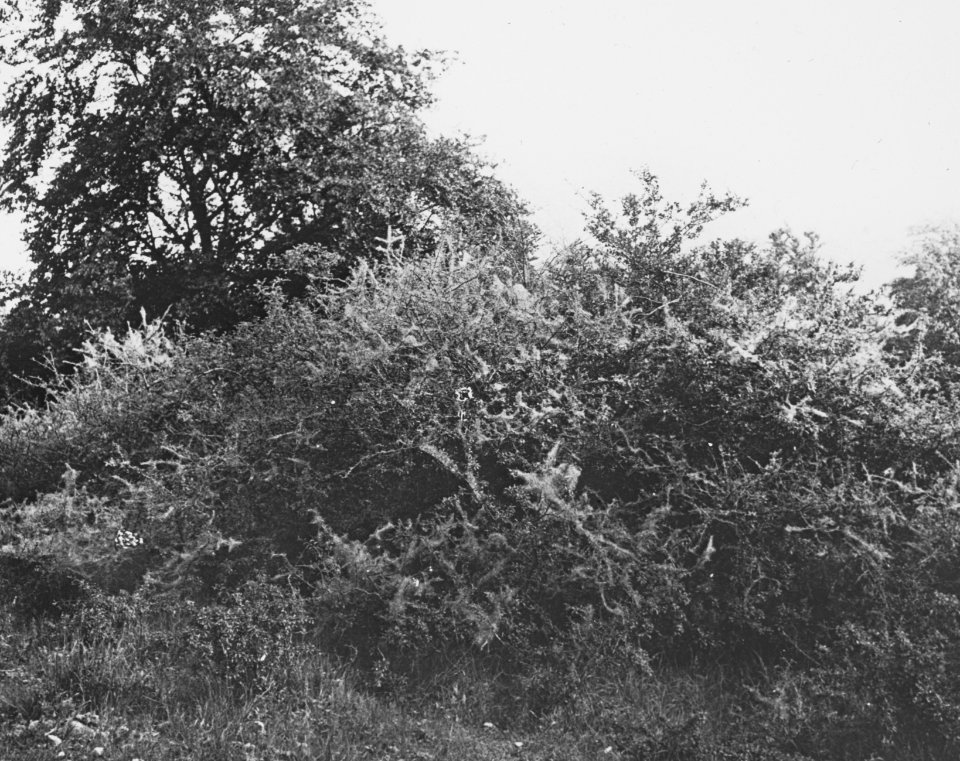 Insecten, beschadigingen, spinselmot, Bestanddeelnr 194-0552