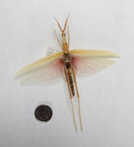 Insecta - Truxalis mesopotamica
