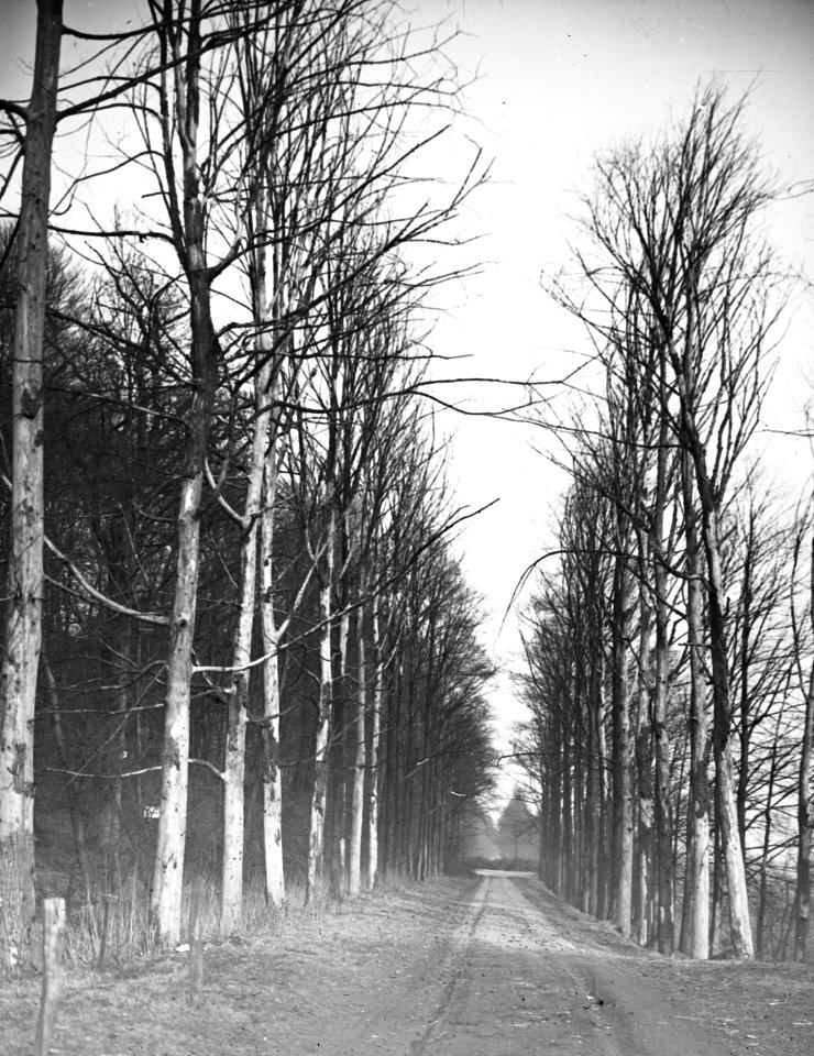 Insecten, gangen, beschadigingen, bomen, iepenspintkever, Bestanddeelnr 193-0154