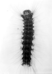 Insecten, beschadigingen, plakker of stamuil, Bestanddeelnr 194-0613
